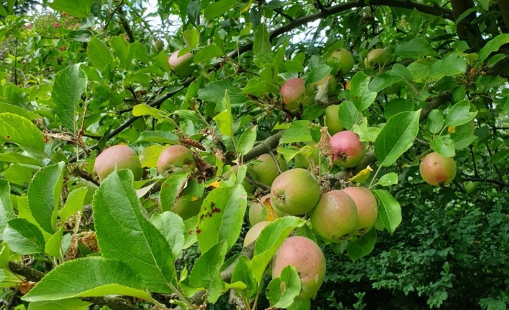 działka na sprzedaż - Szczecin, Warszewo